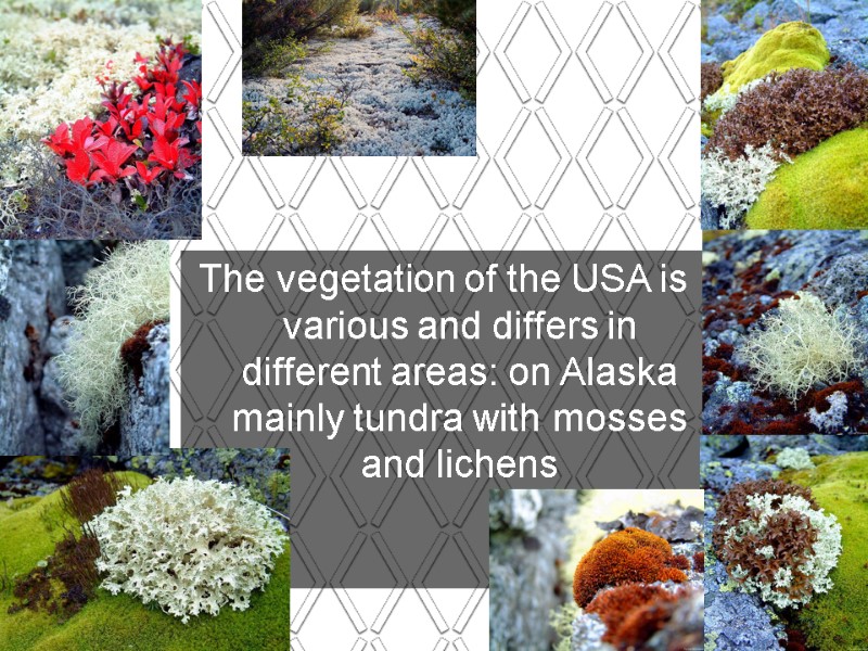 The vegetation of the USA is various and differs in different areas: on Alaska